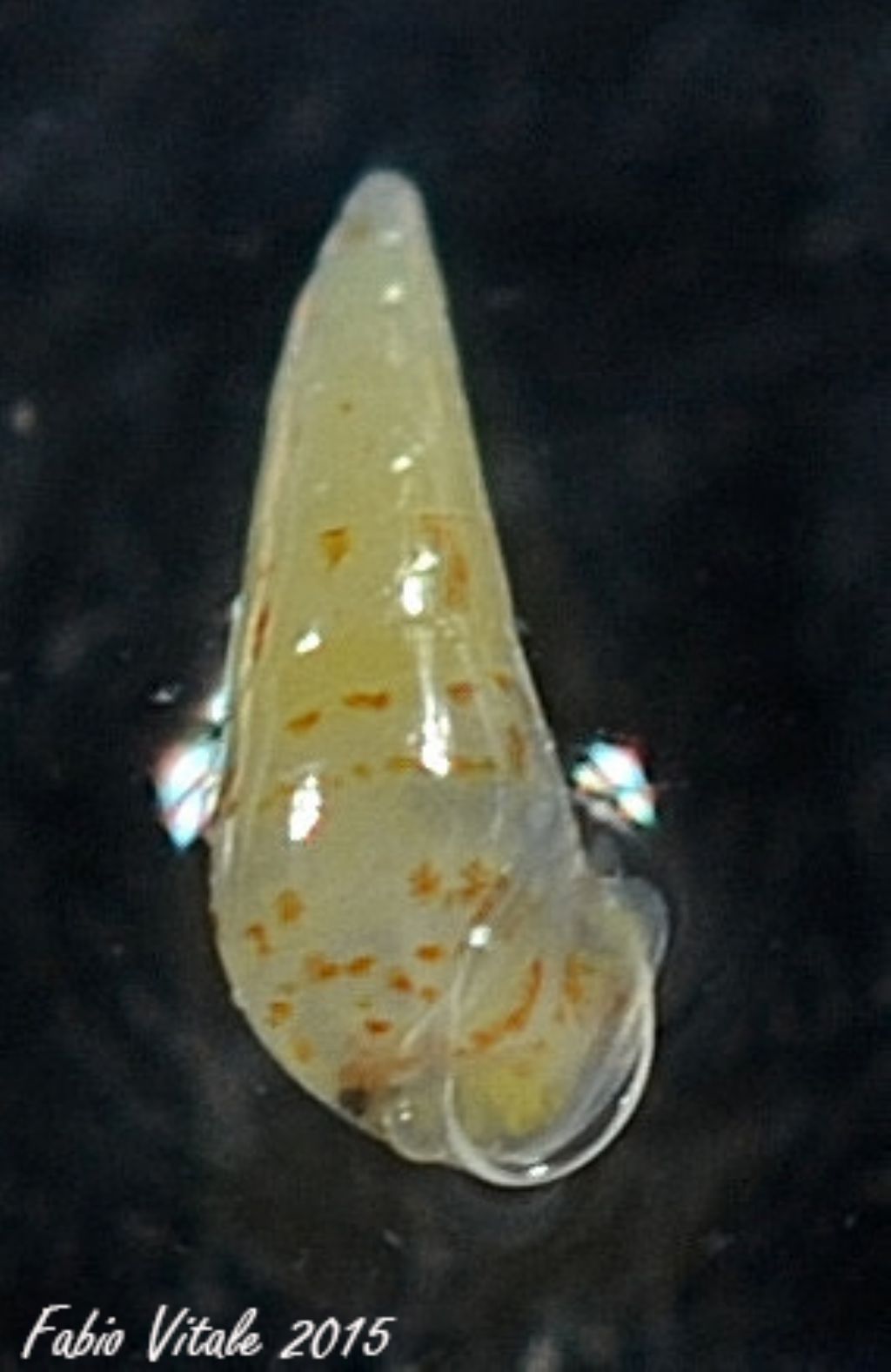 Eulimiidae